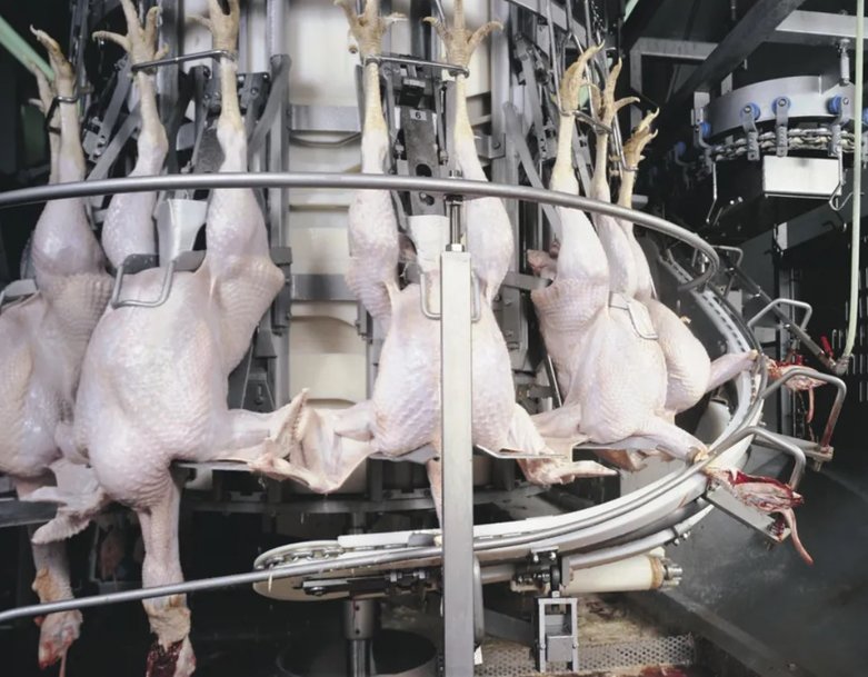 Stasin’s performance benefits from Marel's automation